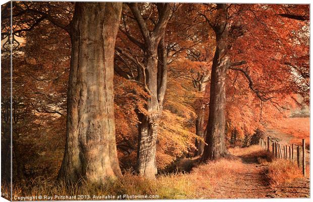 Ousbrough Woods(Colour Textured) Canvas Print by Ray Pritchard