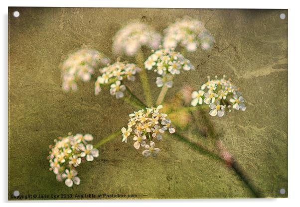 Cow Parsley Acrylic by Julie Coe