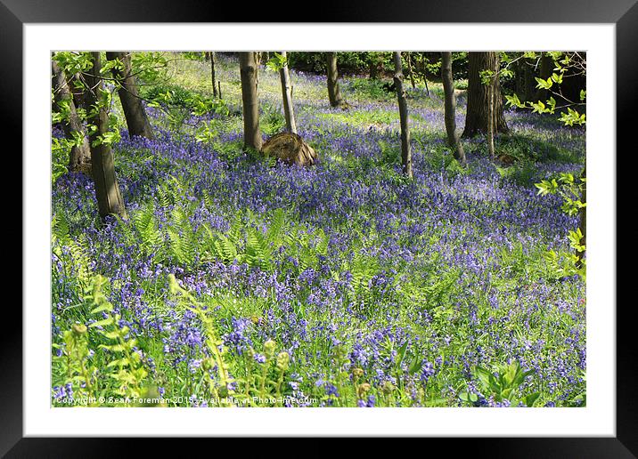 Enchanting Bluebell Woodland Framed Mounted Print by Sean Foreman