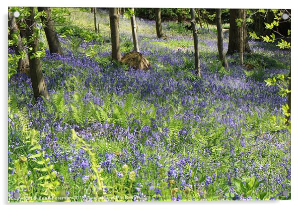 Enchanting Bluebell Woodland Acrylic by Sean Foreman