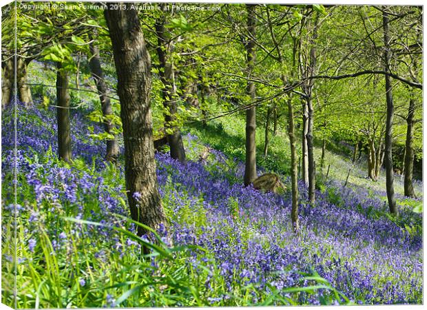 Bluebell Woods Canvas Print by Sean Foreman