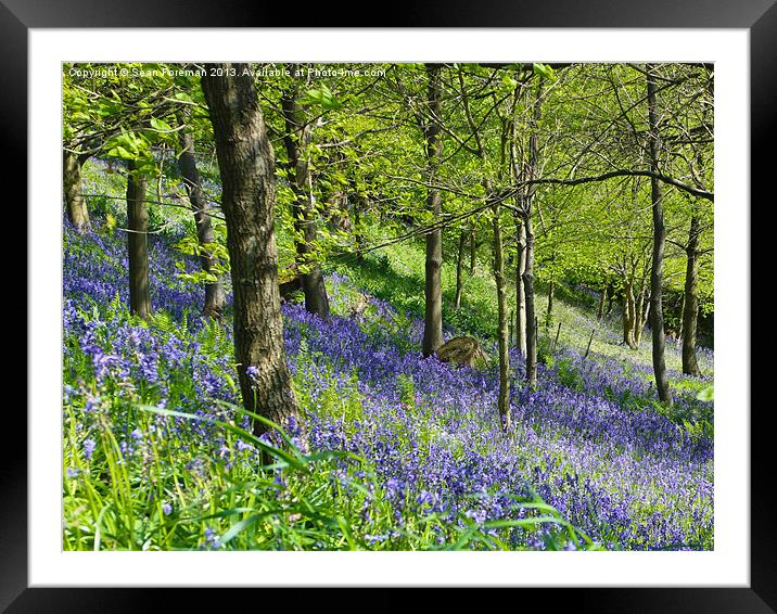 Bluebell Woods Framed Mounted Print by Sean Foreman