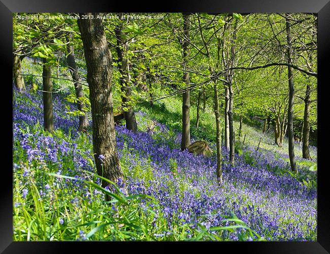 Bluebell Woods Framed Print by Sean Foreman