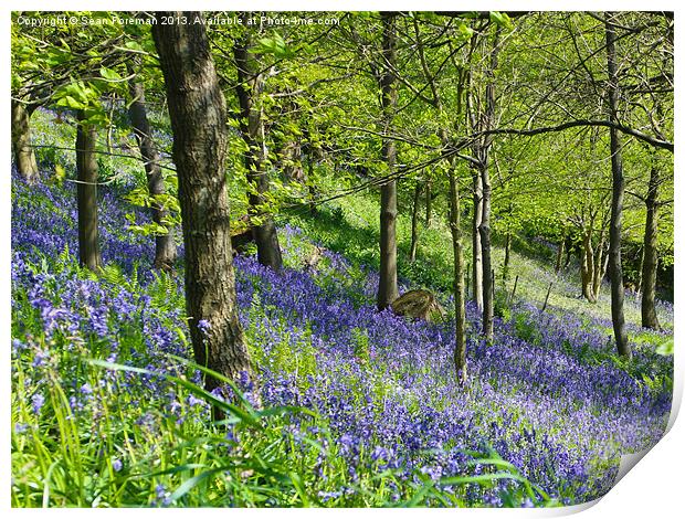Bluebell Woods Print by Sean Foreman