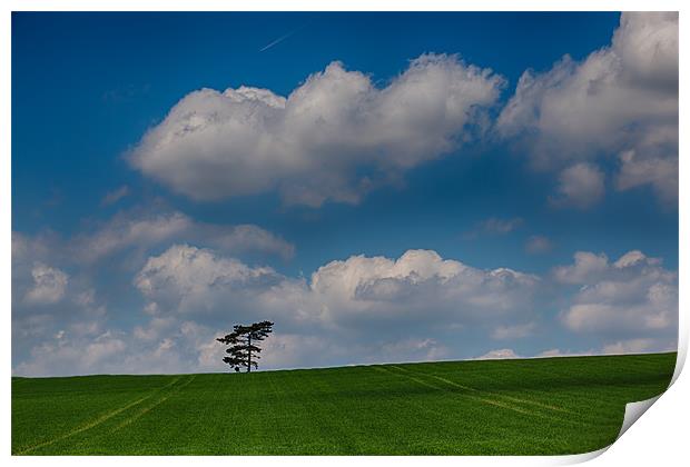 Lone Tree landscape Print by Nigel Jones