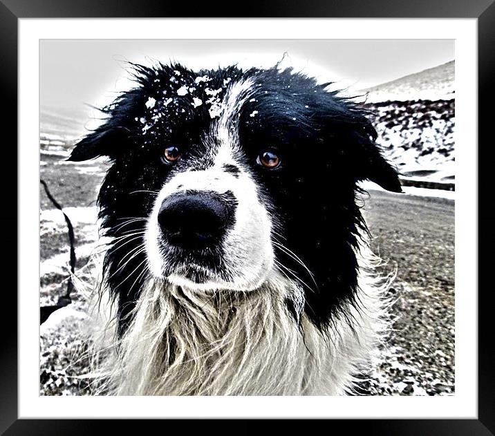 Border Collie Portrait HDR Framed Mounted Print by James Murray