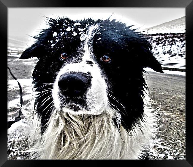 Border Collie Portrait HDR Framed Print by James Murray