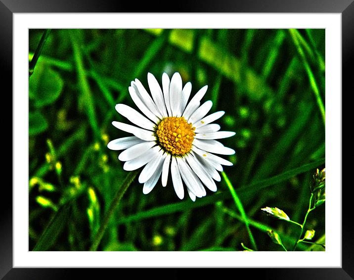 Daisy macro up close Hdr Framed Mounted Print by James Murray