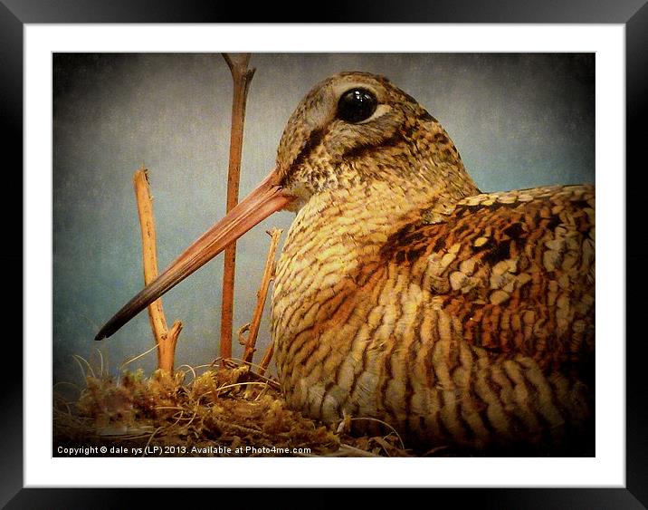 nesting Framed Mounted Print by dale rys (LP)