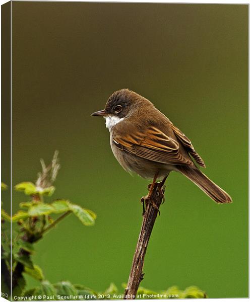 Common Whitethroat Canvas Print by Paul Scoullar