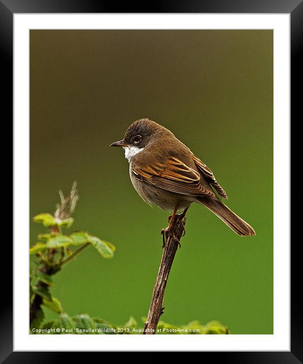 Common Whitethroat Framed Mounted Print by Paul Scoullar