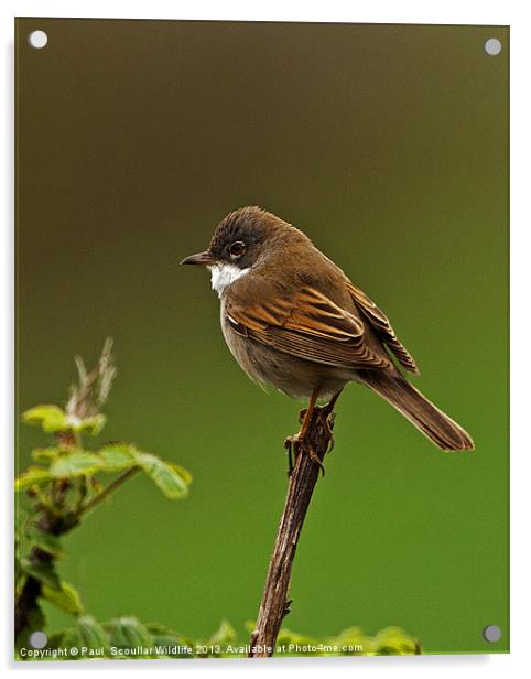 Common Whitethroat Acrylic by Paul Scoullar