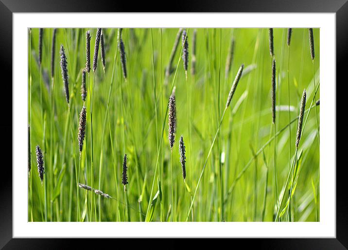 Abstract Grass Framed Mounted Print by Donna Collett