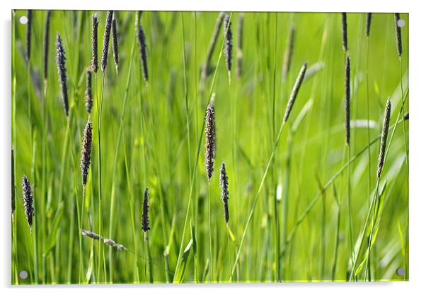 Abstract Grass Acrylic by Donna Collett