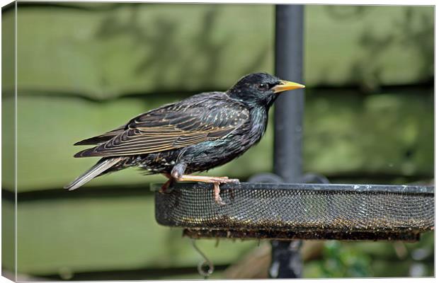 Starling on bird feeder Canvas Print by Tony Murtagh