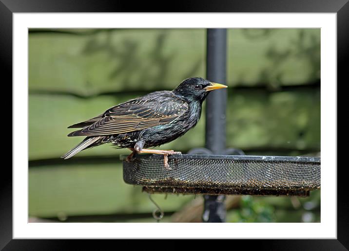 Starling on bird feeder Framed Mounted Print by Tony Murtagh