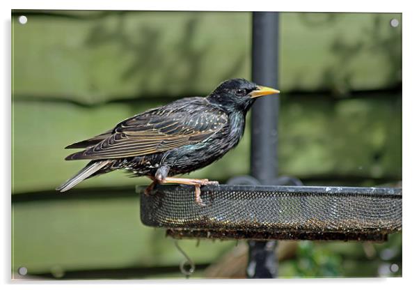Starling on bird feeder Acrylic by Tony Murtagh