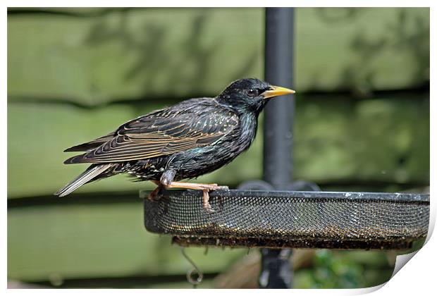 Starling on bird feeder Print by Tony Murtagh