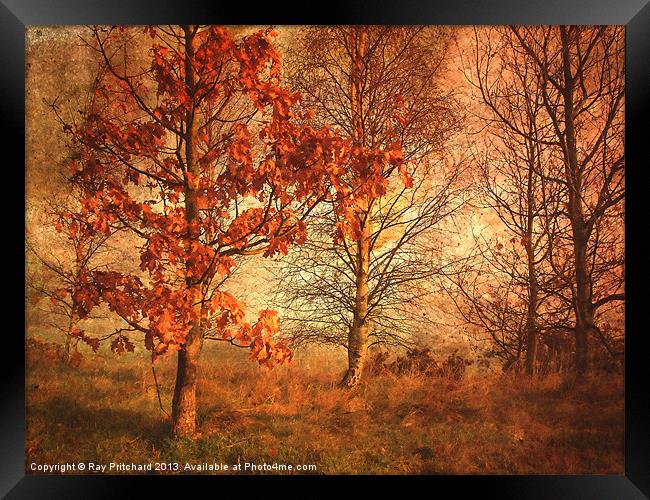 Textured Autumn Trees Framed Print by Ray Pritchard