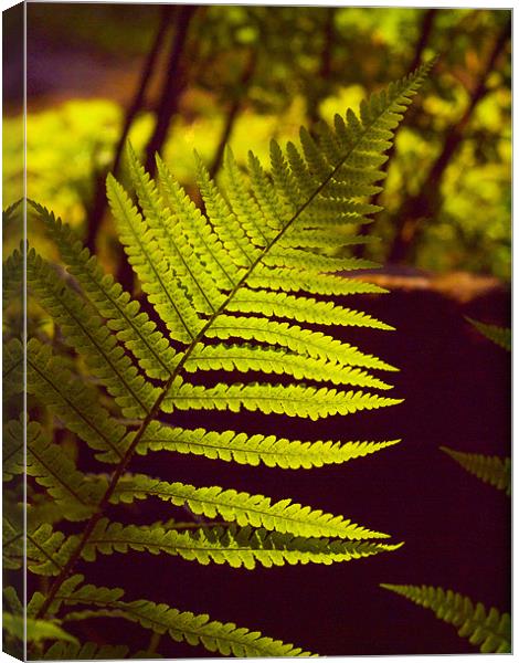 Fern Front Lit Sunshine Canvas Print by Clive Eariss