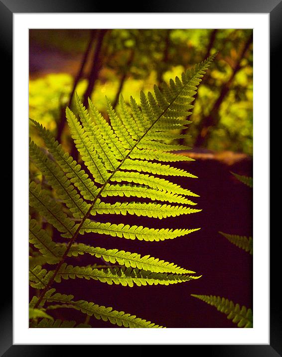 Fern Front Lit Sunshine Framed Mounted Print by Clive Eariss