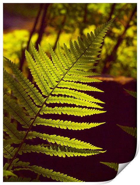 Fern Front Lit Sunshine Print by Clive Eariss