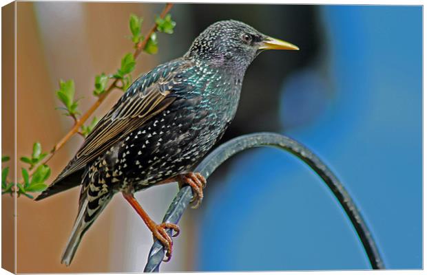 Starling Perched In Garden Canvas Print by Tony Murtagh