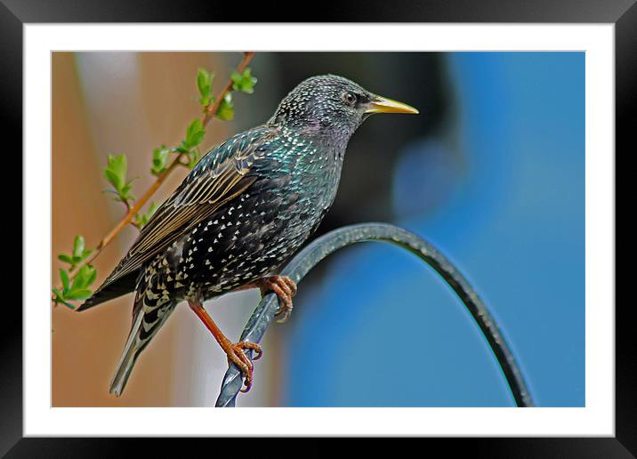 Starling Perched In Garden Framed Mounted Print by Tony Murtagh