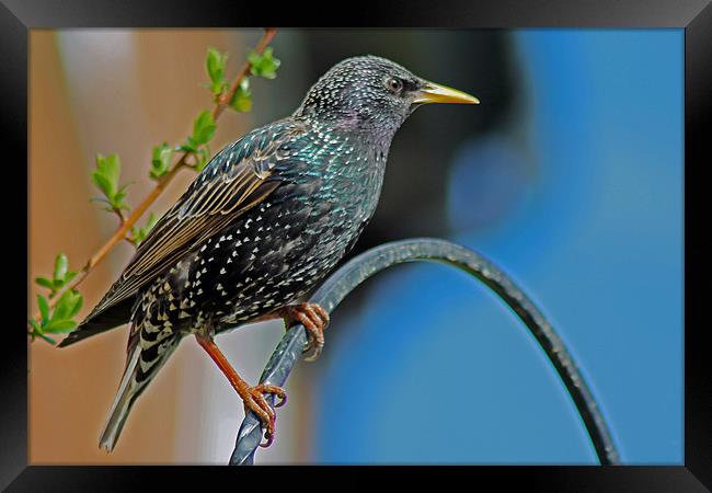 Starling Perched In Garden Framed Print by Tony Murtagh