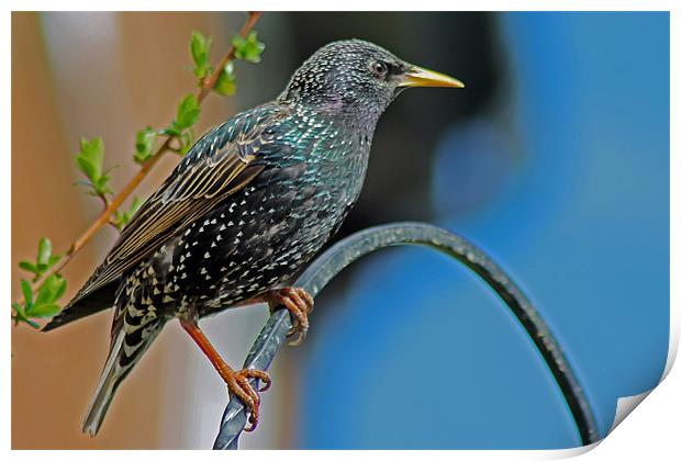 Starling Perched In Garden Print by Tony Murtagh