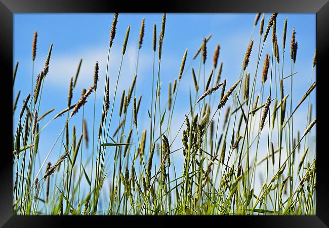 Grass in the Breeze Framed Print by Donna Collett