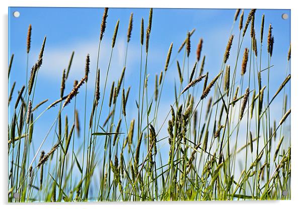 Grass in the Breeze Acrylic by Donna Collett