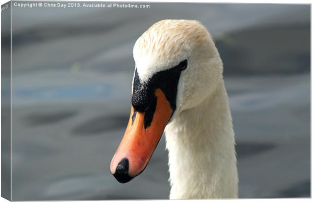 Mute Swan Canvas Print by Chris Day