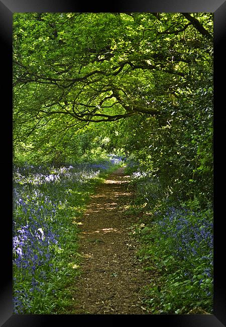 Woodland Walk Framed Print by Donna Collett