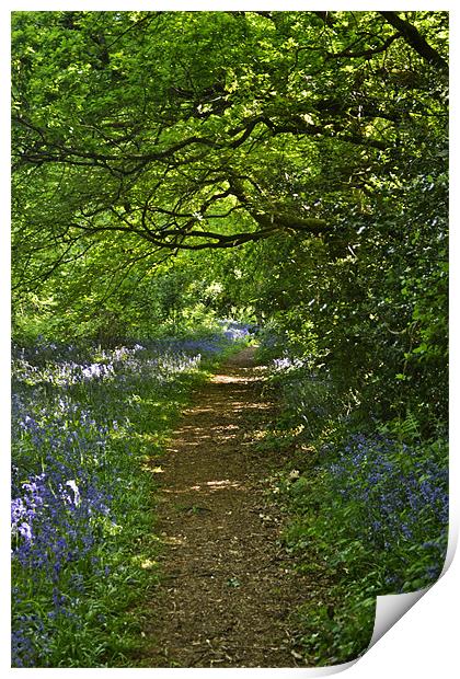 Woodland Walk Print by Donna Collett