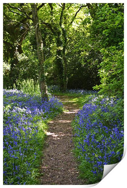 Path through the bells Print by Donna Collett