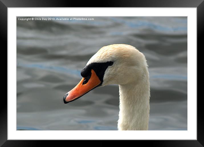 Mute Swan Framed Mounted Print by Chris Day