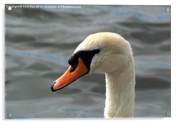 Mute Swan Acrylic by Chris Day