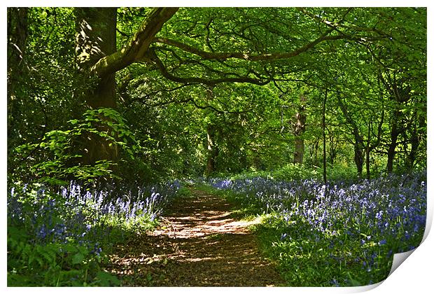 Glade of Bells Print by Donna Collett
