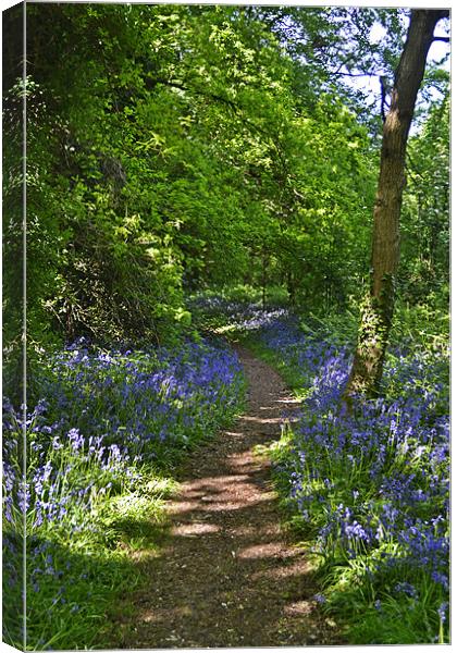 Woodland Pathway Canvas Print by Donna Collett