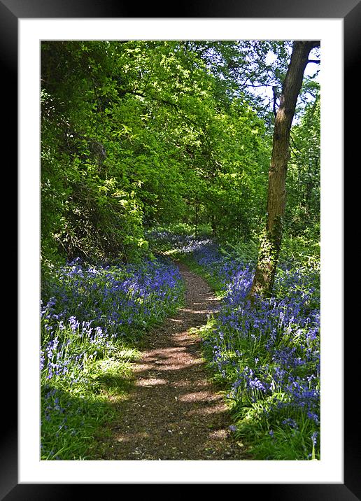 Woodland Pathway Framed Mounted Print by Donna Collett
