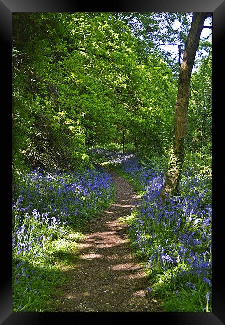 Woodland Pathway Framed Print by Donna Collett