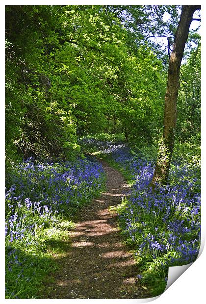 Woodland Pathway Print by Donna Collett