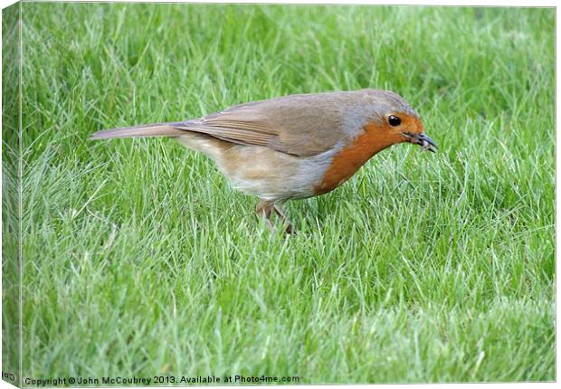 British Robin (Erithacus rubecula melophilus) Canvas Print by John McCoubrey