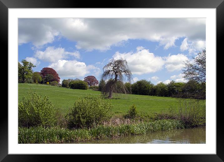 Willow by the Grand Union Framed Mounted Print by Bill Simpson