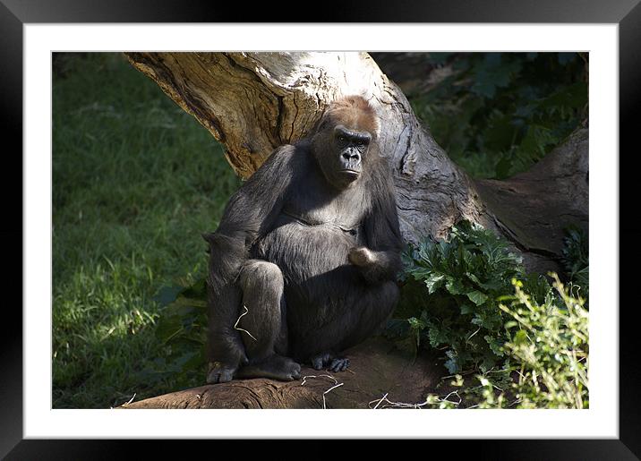 Gorilla - Grumpy Framed Mounted Print by Graham Palmer