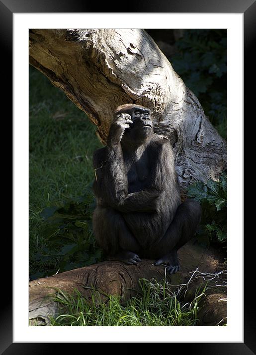 Gorilla Contemplation Framed Mounted Print by Graham Palmer