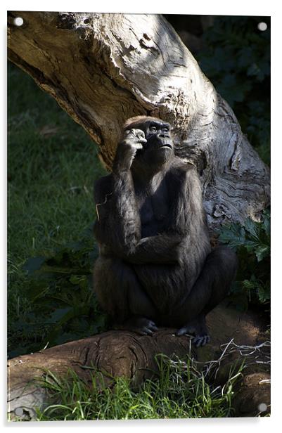 Gorilla Contemplation Acrylic by Graham Palmer