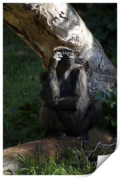 Gorilla Contemplation Print by Graham Palmer