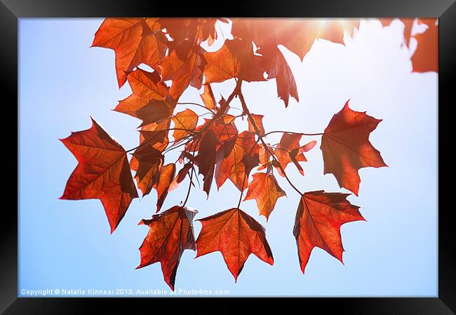 Sunlight on Red Leaves Framed Print by Natalie Kinnear